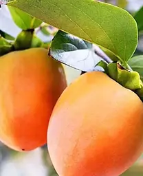 Саджанець Agro-Market Хурма на віргінському морозостійкому підщепі Медобора вищий сорт (185166) 1 шт. в упаковці - мініатюра 2