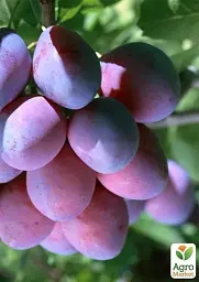Саджанець Agro-Market Слива Ренклод Карбишева (літній сорт, ранній термін дозрівання) 1 шт. в упаковці (25932) - мініатюра 4