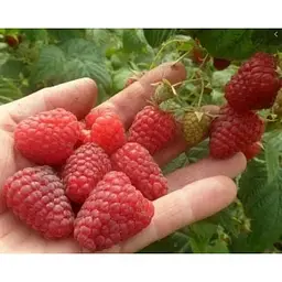 Саджанець Agro-Market Малинове дерево Галактика 1 шт. в упаковці (35348) - мініатюра 3