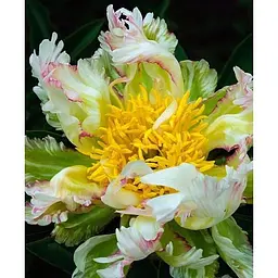 Саджанець Agro-Market Півонія трав'яниста Green Lotus (183869) 1 шт. - мініатюра 2