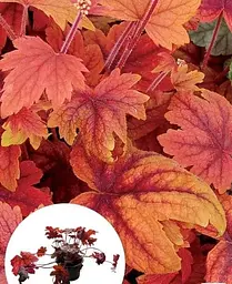 Гейхерелла Agro-Market Heucherella Sweet Tea С1 висота 15-30 см 1 саджанець в упаковці - мініатюра 2