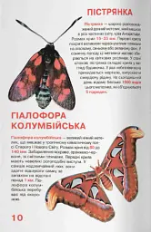 Велика книжка. Метелики - мініатюра 4