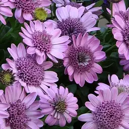 Остеоспермум махровий "3D Pink Bicolor" (контейнер №10 висота 10-20 см) (189843) 1 саженец