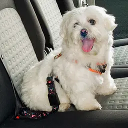 Нейлоновий ремінь безпеки для тварин вагою до 30 кг Ferplast DOG SAFETY BELT - мініатюра 2
