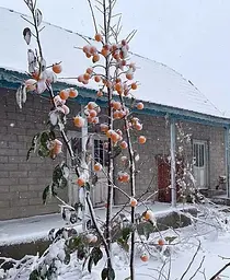 Саджанець Agro-Market Хурма морозостійка Традиційна найвищий сорт! (35910) 1 шт. в упаковці - мініатюра 9