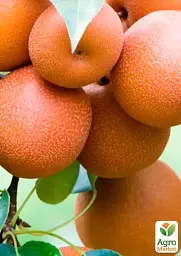 Саджанець Agro-Market Азійська груша Секуї Ексклюзив 1 шт. в упаковці (21354) - мініатюра 2