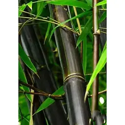 Саджанець Agro-Market Бамбук Phyllostachys Nigra С3 висота 40-60 см 1 шт. в упаковці (183882) - мініатюра 2