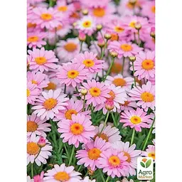 Саджанець Agro-Market Аргірантемум La Rita Pink (контейнер №10 висота 15 см) (177074) 1 шт. в упаковці - мініатюра 2