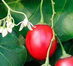 Саджанець Agro-Market Тамарілло (томатне дерево) (47439) 1 шт. в упаковці - мініатюра 2