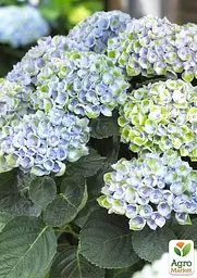 Саджанець Agro-Market LMTD Гортензія крупнолиста квітуча 2-х річна Magical Revolution Blue (25-35см) (62271) - мініатюра 4
