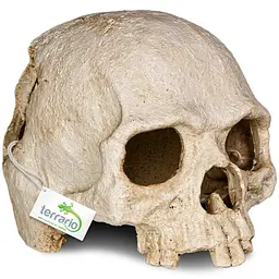 Декорація череп людини Terrario Human Skull 14x11x11см (151211) - мініатюра 1