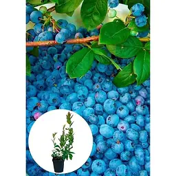 Саджанець Agro-Market Лохина (чорниця садова) Гурон (Huron) (середній термін дозрівання, самозапильний сорт) 1 шт. в упаковці (46159) - мініатюра 2