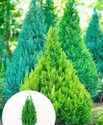 Саджанець Agro-Market Кипарисовик Ellwoodii (Pyramide) висота 40-50 см 1 шт. в упаковці (63461) - мініатюра 2