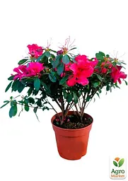 Саджанець Agro-Market Рододендрон кімнатний Red (50774) - мініатюра 2