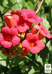 Саджанець Agro-Market Кампсис укорінюваний 2-річний Фламенко (Campsis radicans Flamenko) C2 висота 30-60 см 1 шт. в упаковці (71876) - мініатюра 4