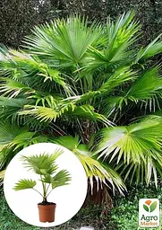 Саджанець Agro-Market Пальма Livistona Rotundifolia 35-45 см 1 шт. в упаковці (113020) - мініатюра 2