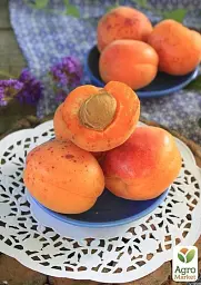 Саджанець Agro-Market Абрикос Джумбо Тардив (літній сорт, середній термін дозрівання) 1 шт. в упаковці (39866) - мініатюра 3