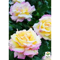 Саджанець Agro-Market Троянда чайно-гібридна Глорія (Піс) (клас АА +) вищий сорт (15953) 1 шт. - мініатюра 2