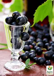 Саджанець Agro-Market Смородина чорна Аметист (середньо-пізній термін дозрівання) 1 шт. в пакуванні (17527) - мініатюра 2