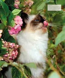 The Cat Encyclopedia - мініатюра 18