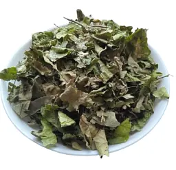 Дуб Листя Quercus robur - мініатюра 1