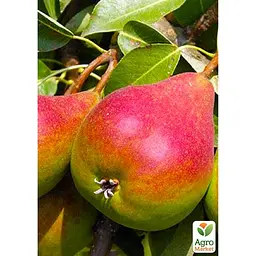 Саджанець Agro-Market Груша Генерал Тотлебен укорінена в контейнері (саджанець 2 роки) (99949) - мініатюра 2