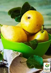 Саджанець Agro-Market Груша Дюшес літній (літній сорт, ранній термін дозрівання) 1 шт. в упаковці (46260) - мініатюра 5