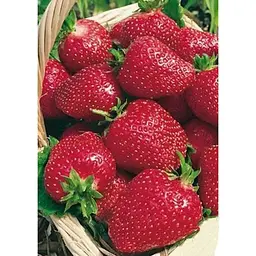 Саджанець Agro-Market Полуниця Полка 5шт (пізній термін дозрівання) (23398) - мініатюра 4