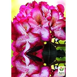 Саджанець Agro-Market Рододендрон гібридний вічнозелений Міднайт (Midnight) (51825) 1 шт. в упаковці - мініатюра 2