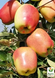 Саджанець Agro-Market Яблуня Голд Чіф (великоплідний сорт, зимовий сорт, середній термін дозрівання) 1 шт. в упаковці (176369) - мініатюра 2