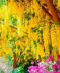 Бобовник Agro-Market Golden Rain C2 анагіролистний висота 80-100 см 1 саджанець в упаковці (177485) - мініатюра 3