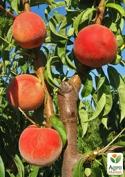 Саджанець Agro-Market Персик Фреш Біг (великоплідний сорт, пізній термін дозрівання) 1 шт. в упаковці (179245) - мініатюра 2