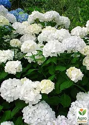 Саджанець Agro-Market Гортензія крупнолиста First White (45991) - мініатюра 2