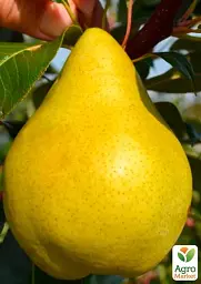 Саджанець Agro-Market Груша Роксолана (зимовий сорт, пізній термін дозрівання) 1 шт. в упаковці (178397) - мініатюра 2