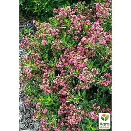 Саджанець Agro-Market Ескалонія Apple Blossom (177268) 1 шт. в упаковці - мініатюра 2
