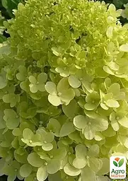 Саджанець Agro-Market Гортензія волотиста 4-х річна Limelight (висота саджанця 80-100см) (182303) - мініатюра 2