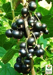 Саджанець Agro-Market Смородина чорна Бен Алдер (Ben Alder) пізній термін дозрівання, сорт з яскраво вираженою стійкістю до захворювань) 1 шт. в пакуванні (23394) - мініатюра 2
