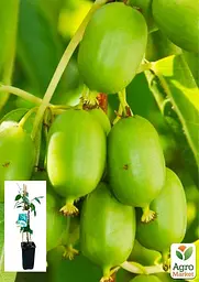 Саджанець Agro-Market Актинідія Issai жіночий сорт укорінений 1 шт. в упаковці (152957) - мініатюра 4