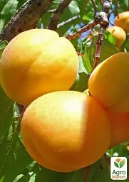 Саджанець Agro-Market Абрикос Ледана 1 шт. в упаковці (35791) - мініатюра 4