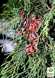 Кіпаріс Гімалайський 3-х річний (Cupressus Torulosa) С1,5 висота 70-80см (176356) 1 саджанець - мініатюра 4