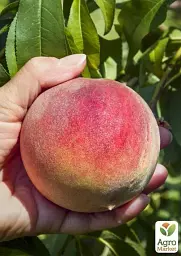 Саджанець Agro-Market Персик T-5 Топ Світ (літній сорт, пізній термін дозрівання) 1 шт. в упаковці (39927) - мініатюра 3