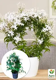 Саджанець Agro-Market Жасмин (Jasminum polyanthumi) кімнатний 1 шт. в упаковці (72275) - мініатюра 3