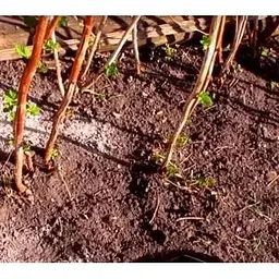 Саджанець Agro-Market Малинове дерево Королівська влада (преміальний сорт) 1 шт. в упаковці (44444) - мініатюра 6
