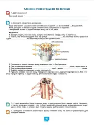 Біологія. 8 клас. Робочий зошит - Людмила Юрченко - мініатюра 2