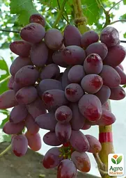 Саджанець Agro-Market Виноград Дольче Сонячний (маса грони 600-1200 гр маса ягоди 12 гр) (50818) 1 шт. в пакуванні - мініатюра 3