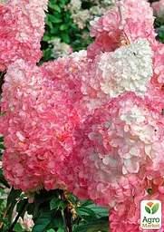 Гортензія 3-х річна волотиста "Pink Diamond" (176643) 1 саженец - мініатюра 3