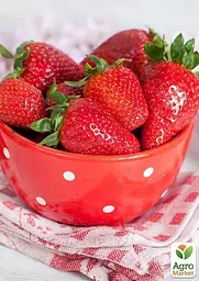 Саджанець Agro-Market Полуниця Зірниця (ранній термін дозрівання, сорт стійкий до хвороб) 5 шт. в пакуванні (36606) - мініатюра 3