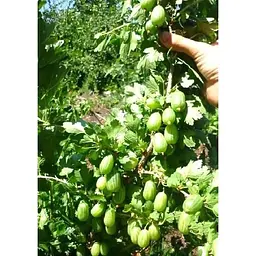 Саджанець Agro-Market Агрус Смарагдовий (ранній термін дозрівання, сорт з підвищеною морозостійкістю) 1 шт. в упаковці (23602) - мініатюра 2