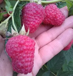 Саджанець Agro-Market Малинове дерево Таруса 1 шт. в пакуванні (24018) - мініатюра 3