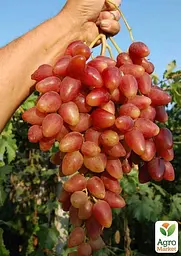 Саджанець Agro-Market Виноград Дубовський Рожевий (величезне гроно 1000-1500 гр, гігантська ягода) (50839) 1 шт. в пакуванні - мініатюра 2